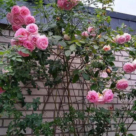 Rob's Place