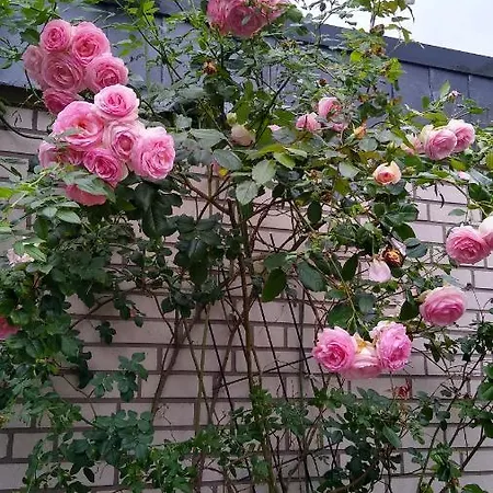 Rob's Place